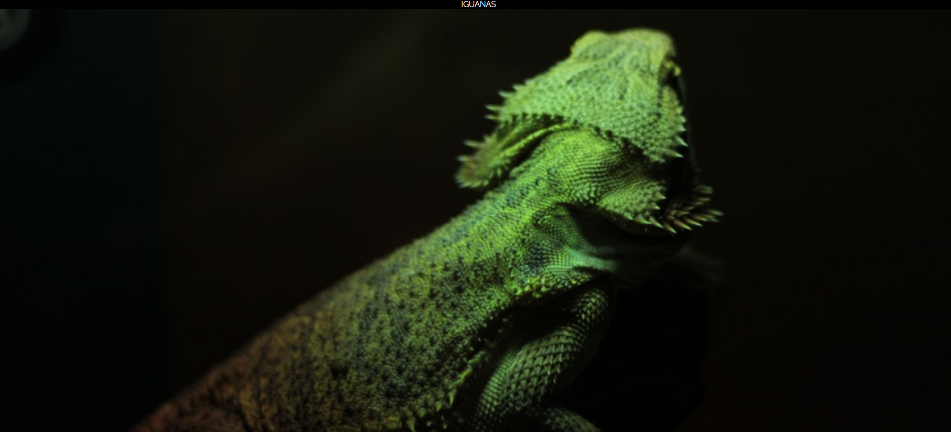capture proyecto de la iguana